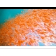 Krill Superbe congelé en plaque de 1kg