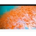 Krill Pacifica congelé sous blister 100gr