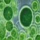 Micro Plancton (vert) vegetal congelé sous blister 100gr